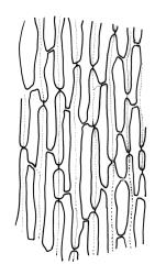 Dicranoloma robustum “setosum” growth form, laminal cells from fragmented leaf, just below break. Drawn from A.J. Fife 5516, CHR 461698, and A.J. Fife 8288, CHR 459394.
 Image: R.C. Wagstaff © Landcare Research 2018 